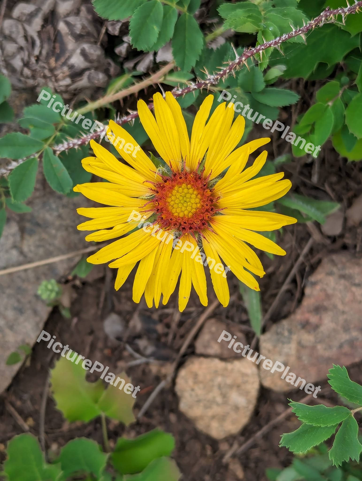 Yellow Leopards flower